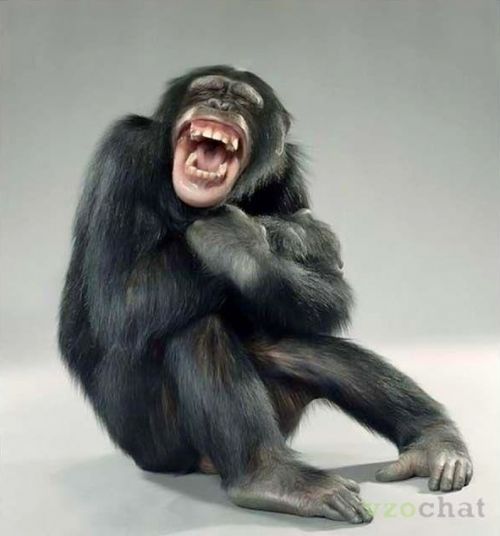 Учёные обнаружили смех от щекотки у животных