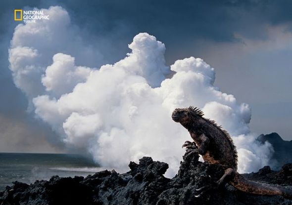 Потрясающие фото от National Geographic (Фото)