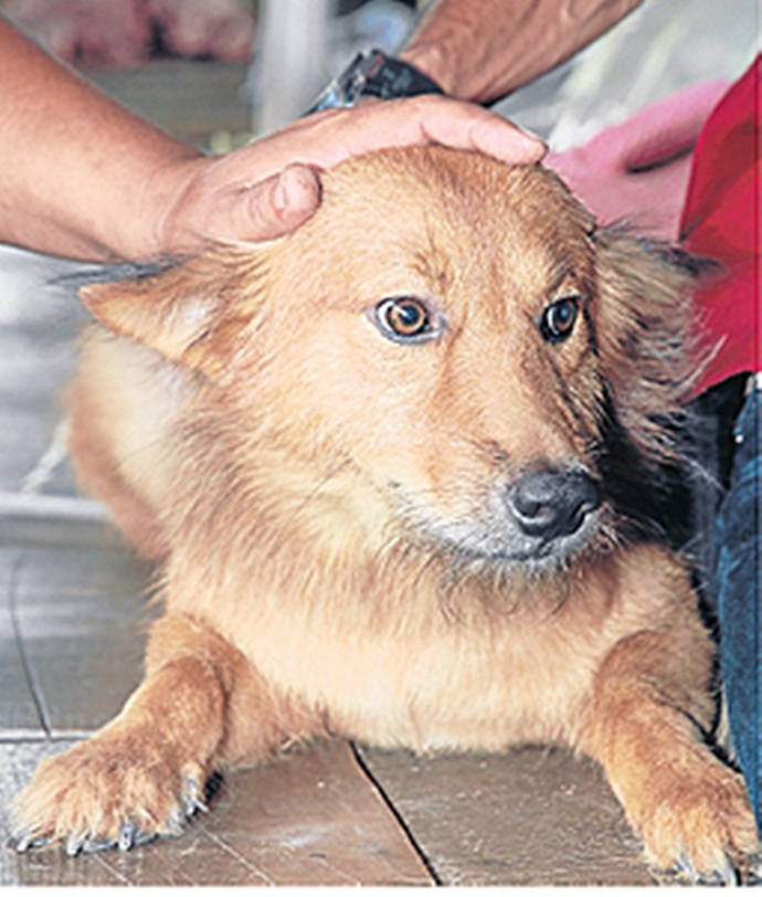 В Таиланде собака спасла выброшенного на свалку младенца