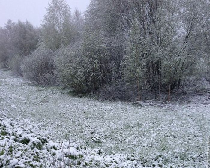 Кемеровская область встретила лето снегопадом (фото+видео)