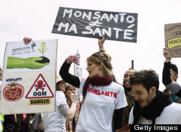 Monsanto отказывается от ГМО посевов в Европе