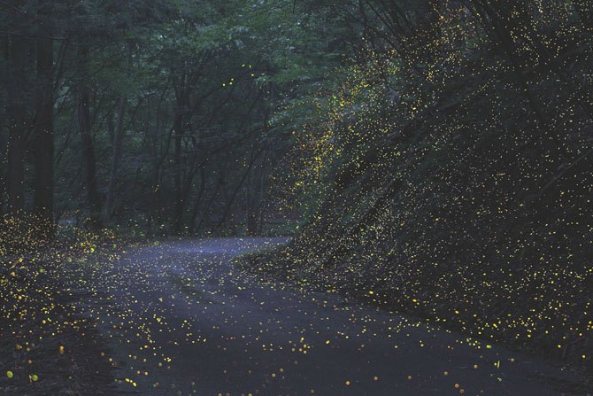 Светлячки в лесу (Фото)