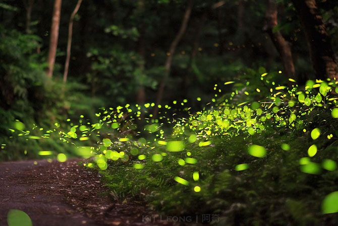 Светлячки в лесу (Фото)