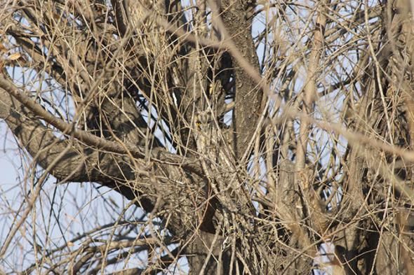 Интересные совы (Фото)