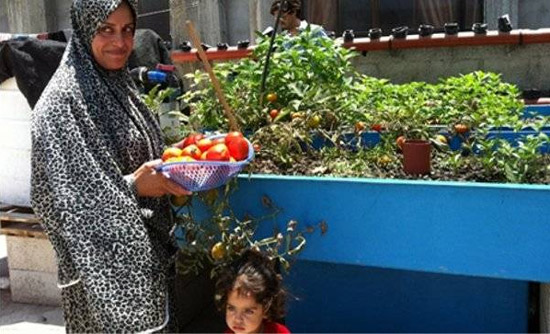Городские фермы помогают выжить в Палестине