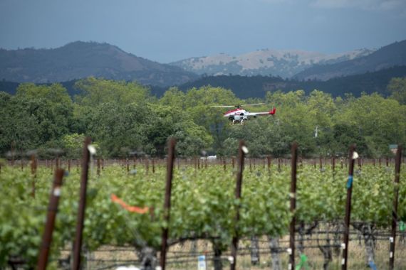 Беспилотный вертолет обрабатывает виноградники