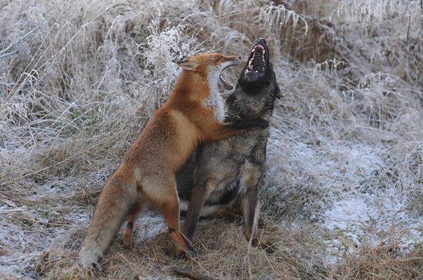 Дружба лиса и охотничьего пса