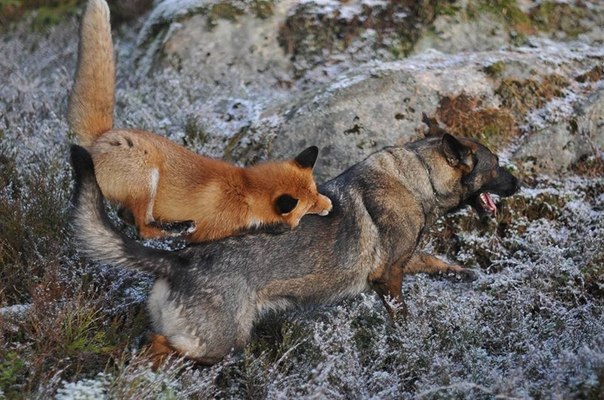 Дружба лиса и охотничьего пса
