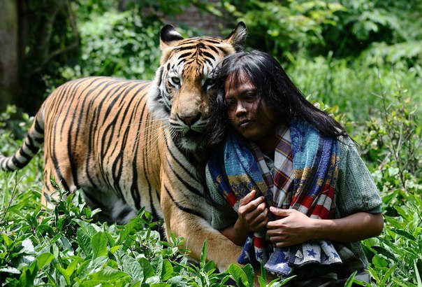 Индонезиец Abdullah Sholeh дружит с бенгальским тигром