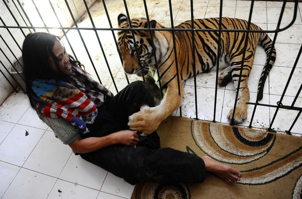 Индонезиец Abdullah Sholeh дружит с бенгальским тигром