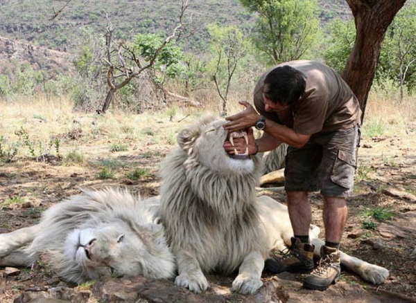 Фотосессия со львами 