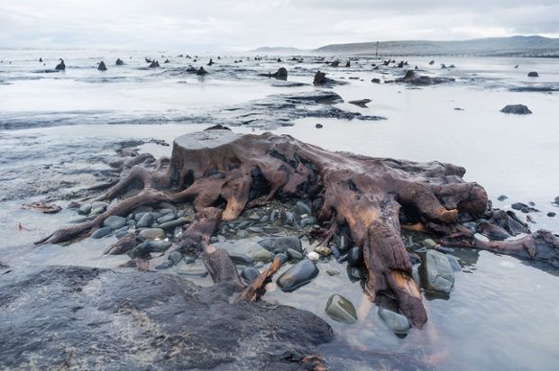 6000-летний лес поднялся из моря