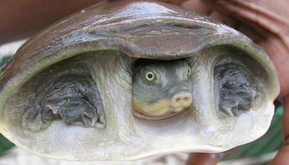 Причудливые черепахи