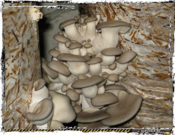 Выращивание грибов в подвале