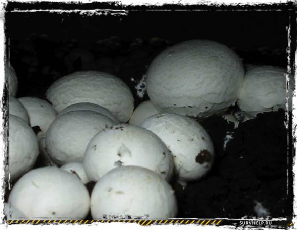 Выращивание грибов в подвале