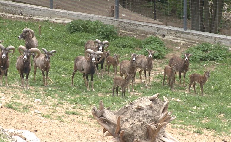В зоопарке Кишинева весенний бэби-бум 