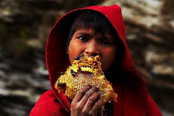 Непальские охотники за мёдом
