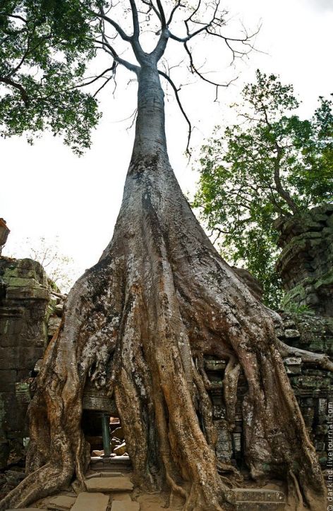 Величественные деревья Ангкор
