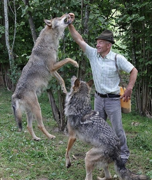 стая волков в качестве домашних животных