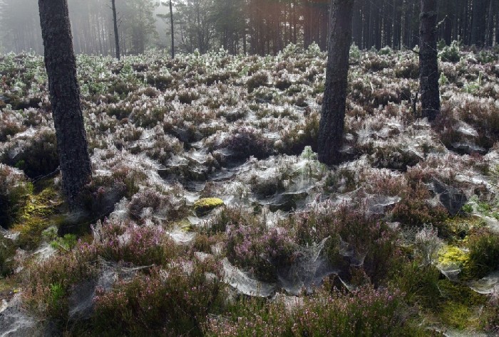 Паучьи сети в лесу Абернети, Шотландия.