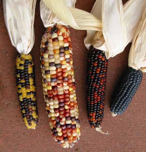 Первородная кукуруза