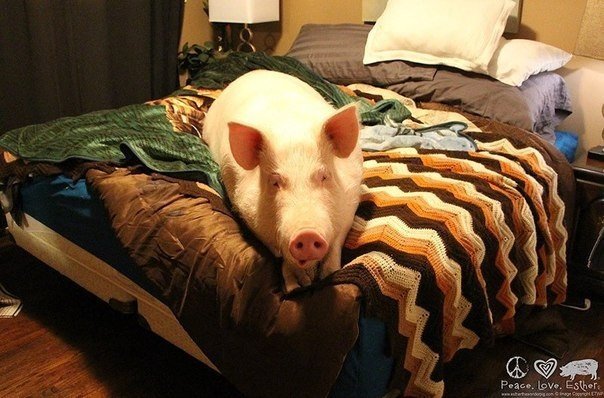 Эстер - свинья, которая живёт в доме