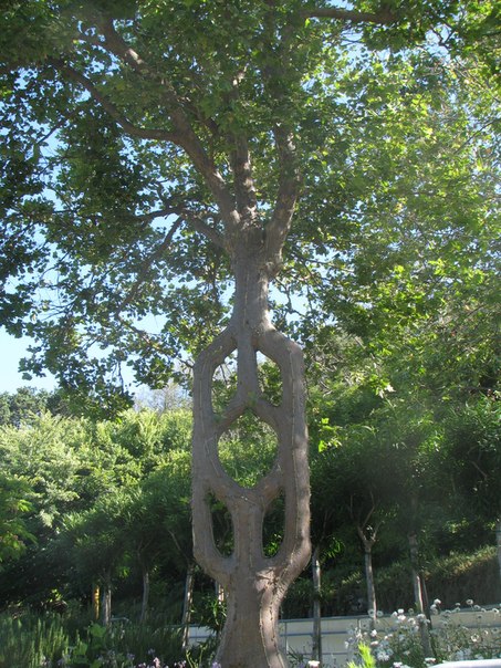 Дерево-эмблема