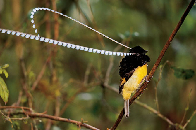 Чешуйчатая райская птица (Pteridophora alberti)