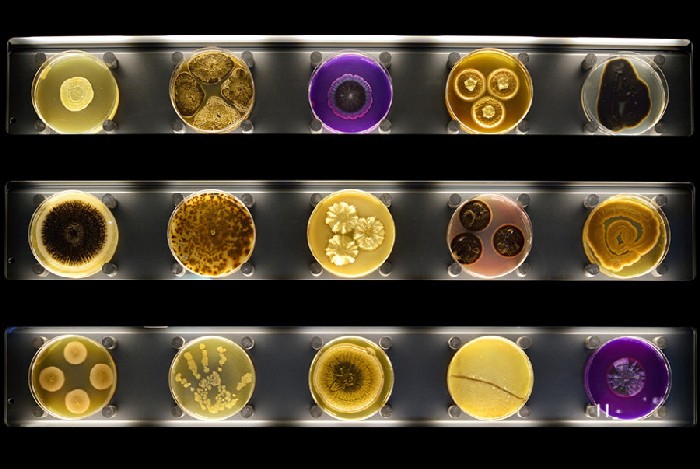 музей микроорганизмов