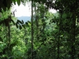 Как восстановить дождевой лес