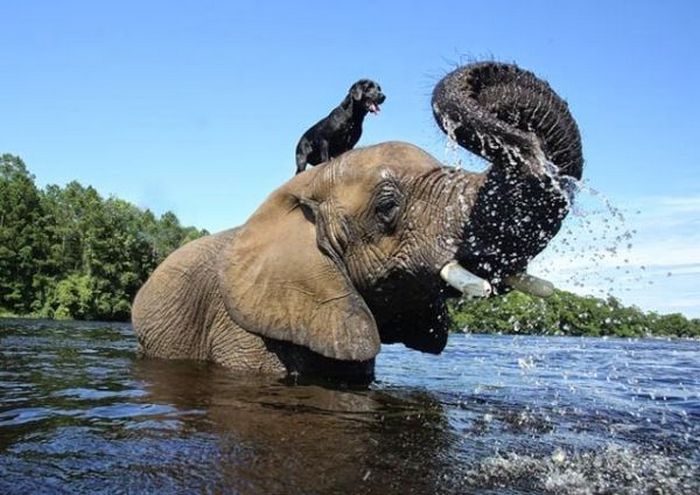 Невероятная дружба слона и собаки