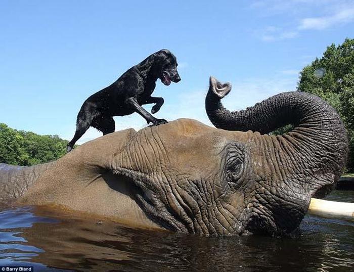 Невероятная дружба слона и собаки