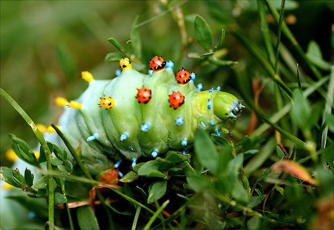 Удивительное превращение гусениц в бабочек