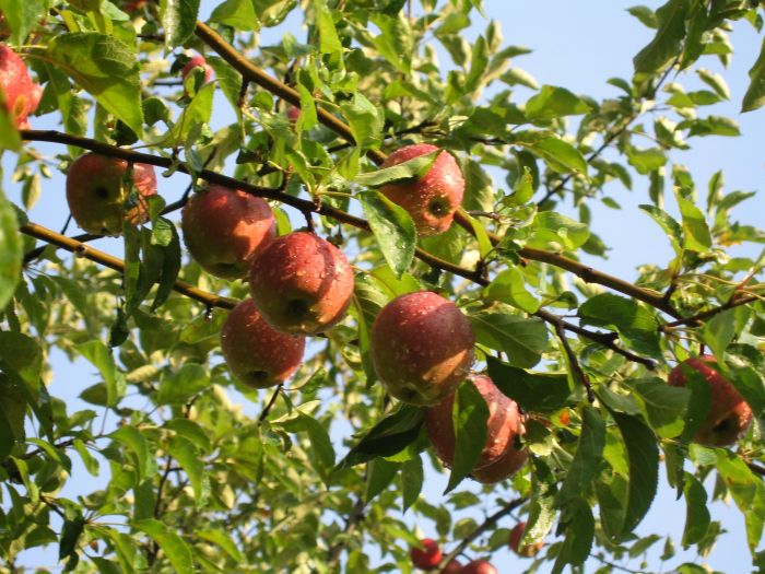 первозданные яблони сохранились в горах Казахстана