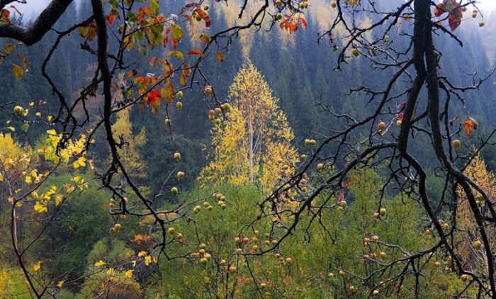 первозданные яблони сохранились в горах Казахстана