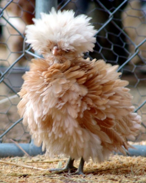 Польская порода кружевных куриц