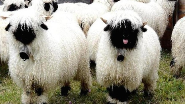 Черноносые овцы