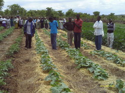 Зимбабве будет выращивать овощи и фрукты с помощью мульчирования