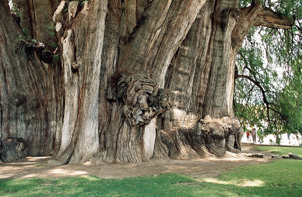 Дерево Туле 