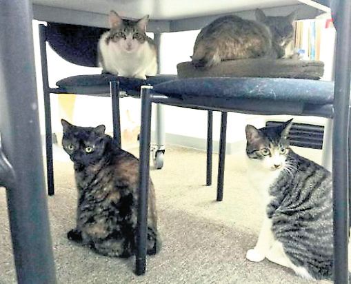 кошки в офисе