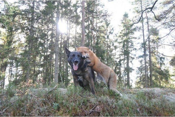 дикий лис подружился с собакой