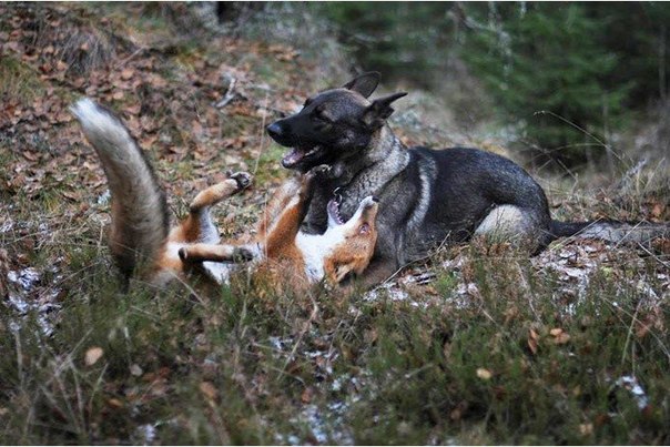 дикий лис подружился с собакой