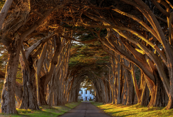 тоннель из деревьев