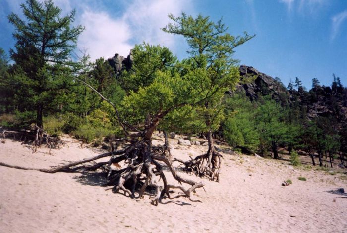 деревья Байкала