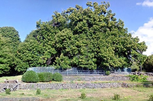 древние деревья