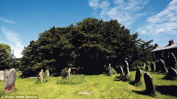 древние деревья