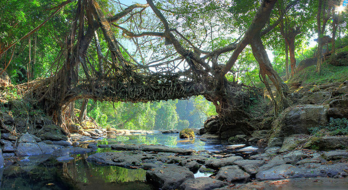 Мосты из живых деревьев