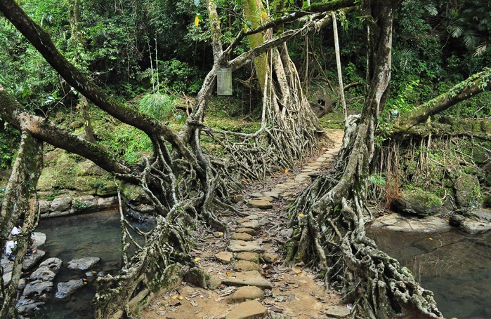 Мосты из живых деревьев