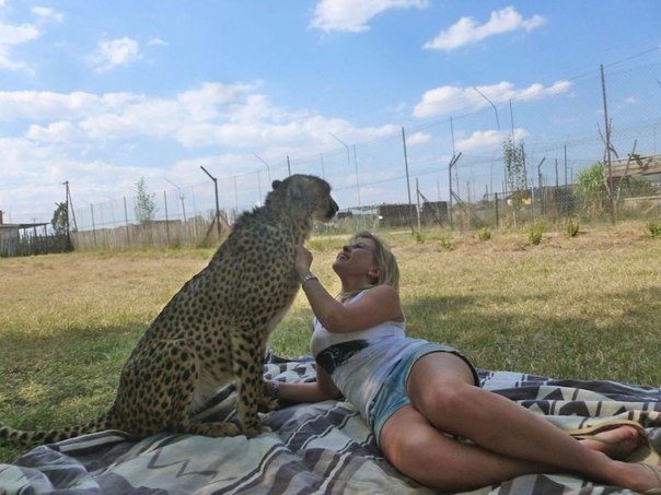 девочка дружит с гепардом