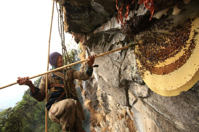 Охотники на мед из Непала